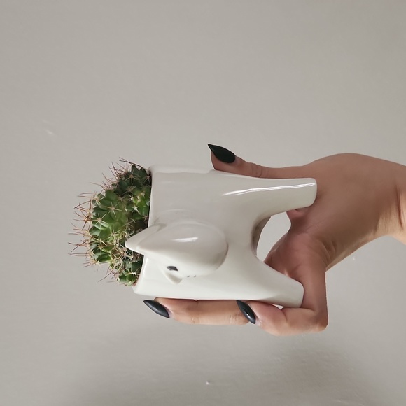 Tiny pot for plants(cactus) - Picture 4 of 4